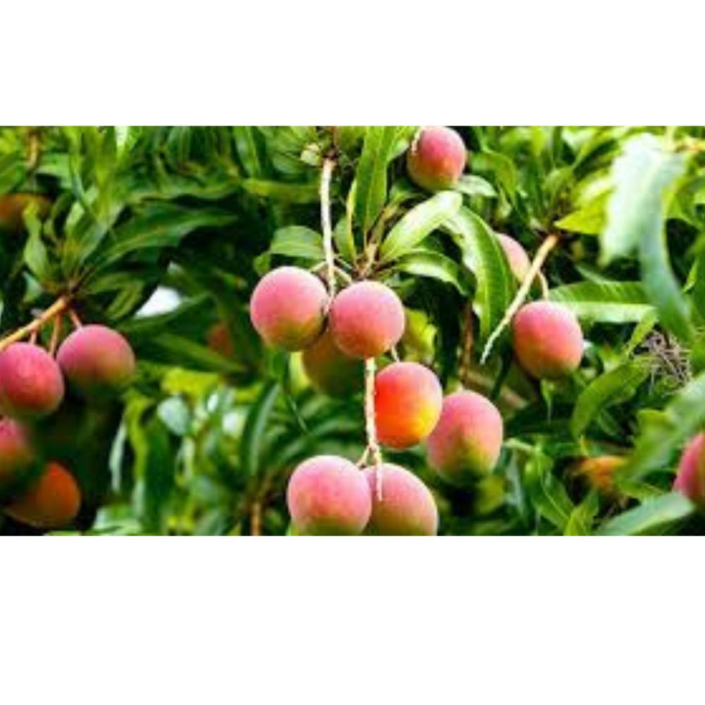 Oxygen Herbals Pure Mango Dry Leaves - 150 g