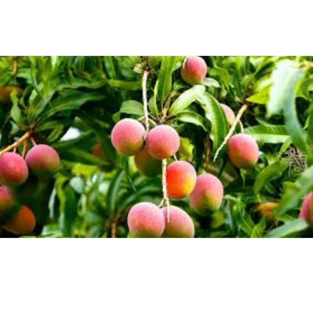 Oxygen Herbals Pure Mango Dry Leaves - 150 g - Orgoshops