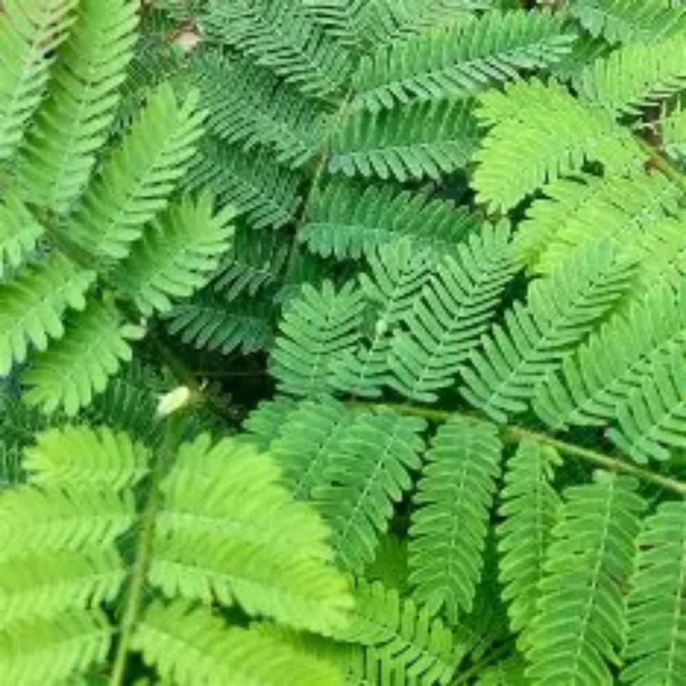 Oxygen Herbals Arappu Dry Leaves - 150 g