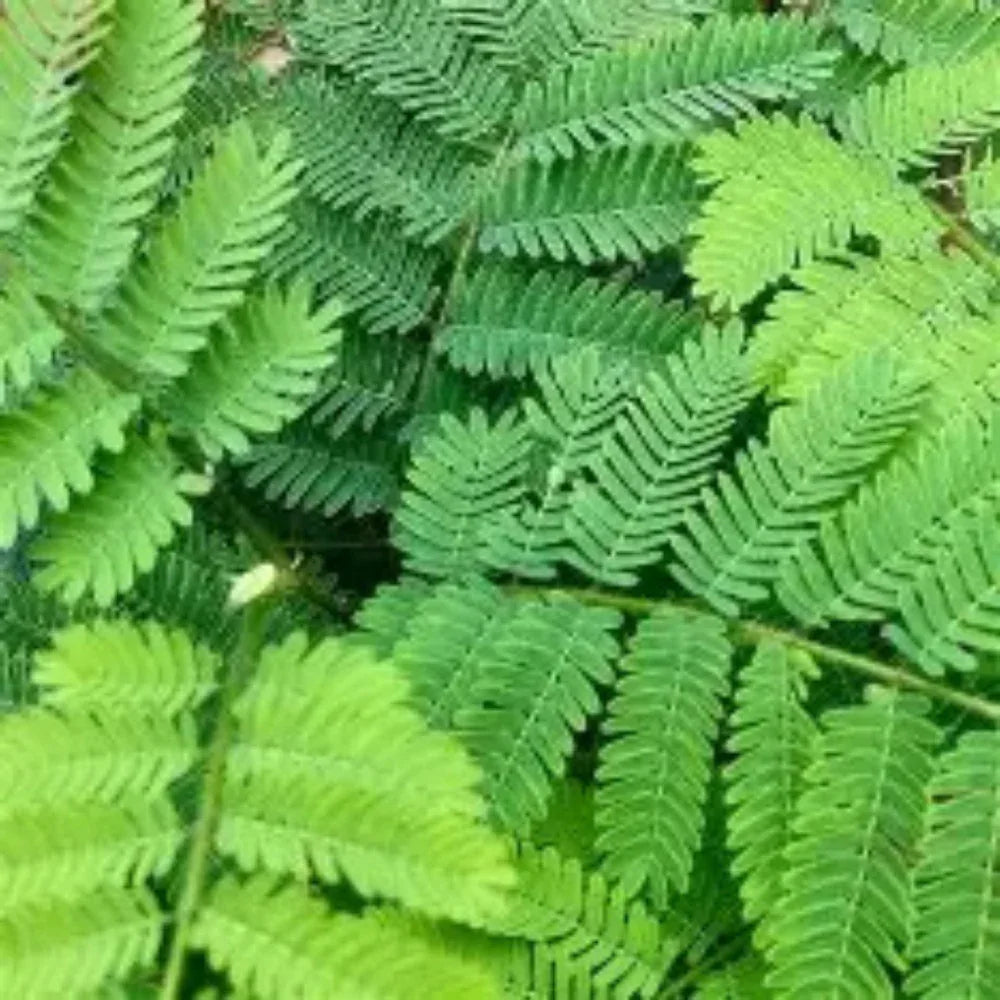 Oxygen Herbals Arappu Dry Leaves - 150 g - Orgoshops