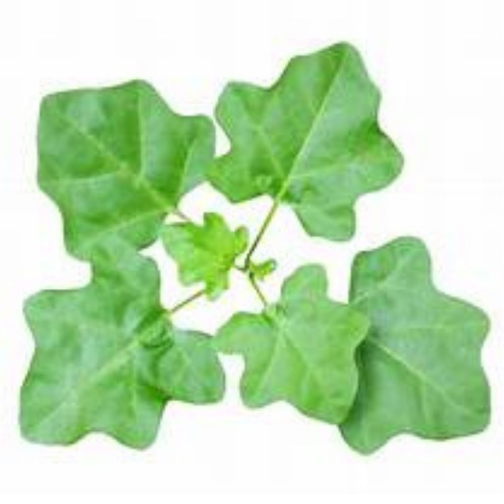 ஆக்ஸிஜன் மூலிகைகள் தூய காசினியா கிராண்டிஸ் உலர் இலைகள் (130 கிராம்)