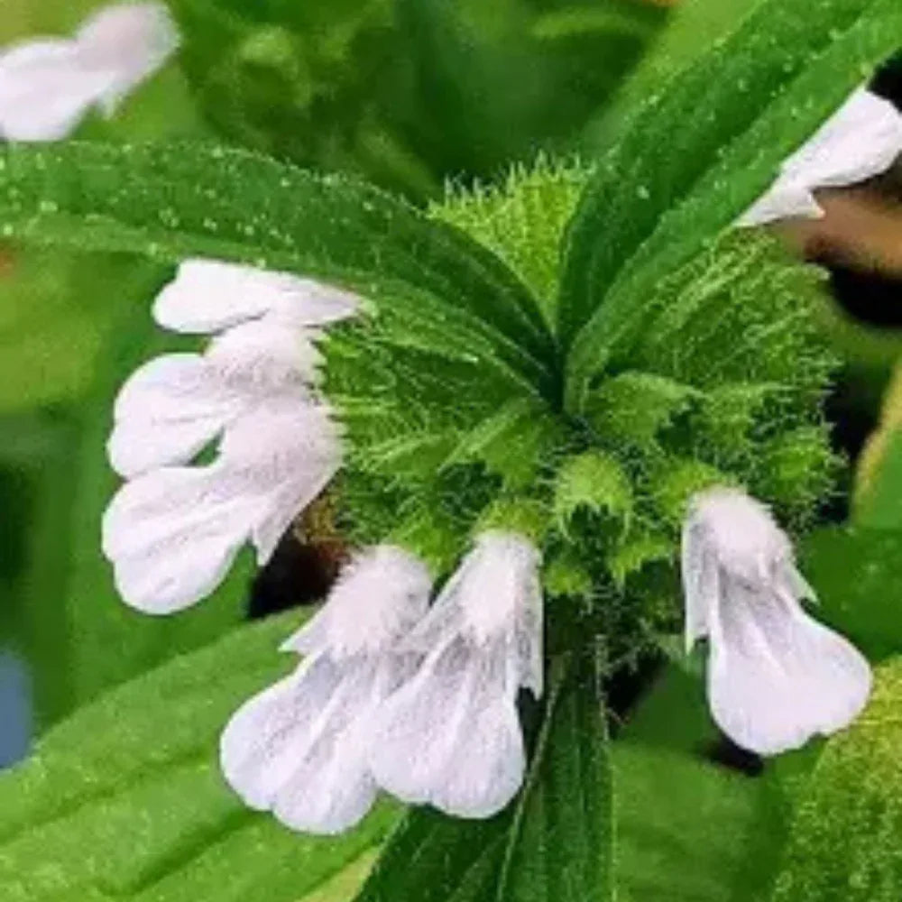 Oxygen Herbals Pure Leucas Dry Leaves - 150 g - Orgoshops