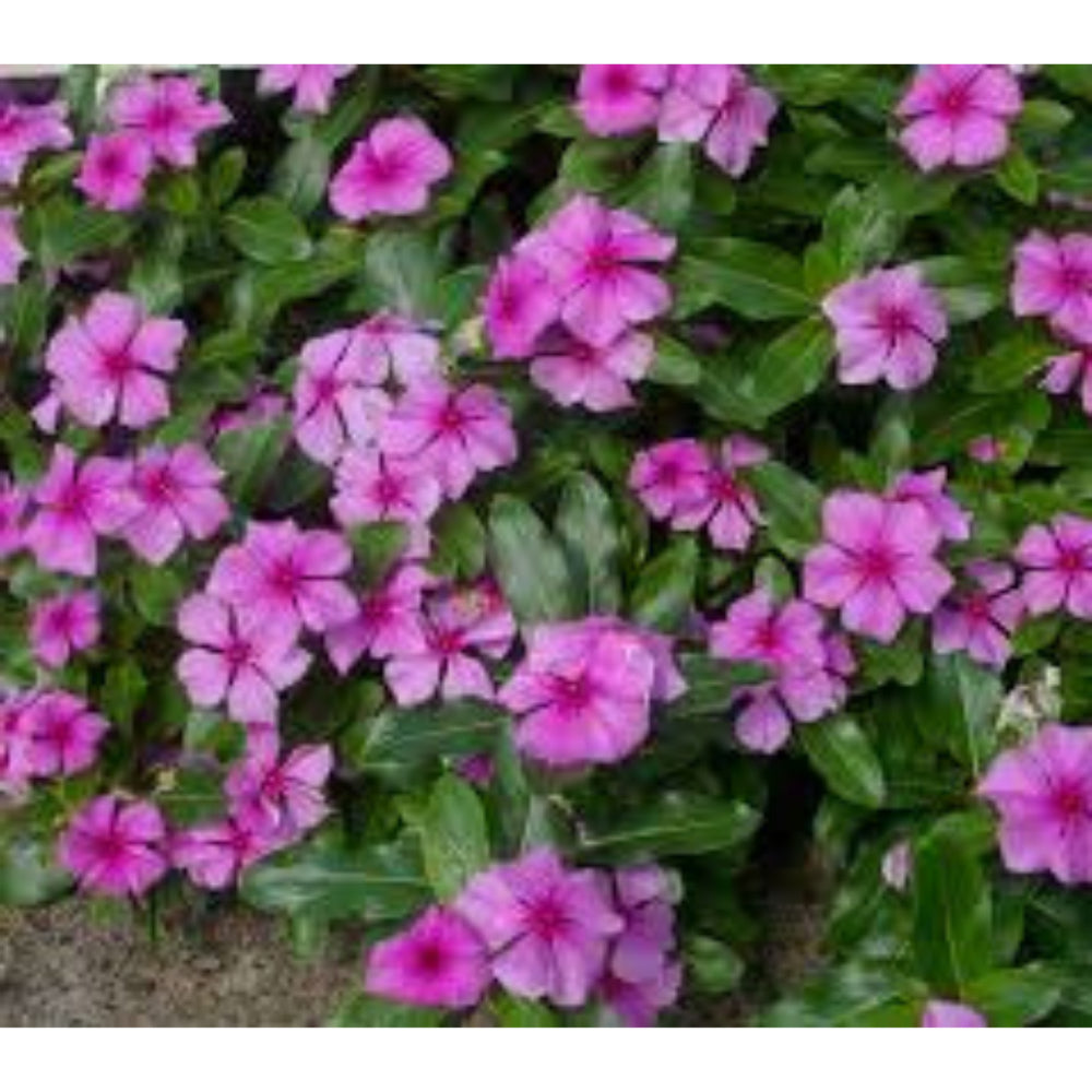 Oxygen Herbals Nithiyakayani Dry Leaves - 150 g