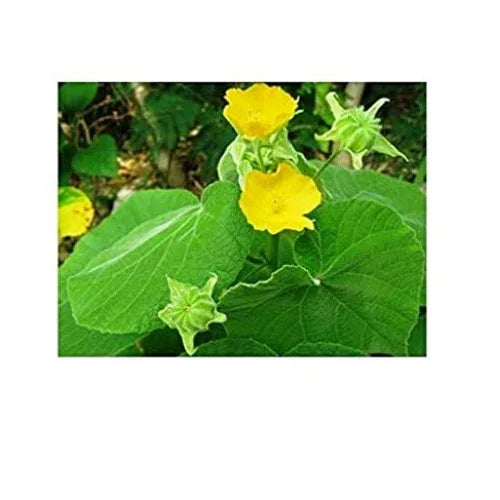 Way 4 Organic Pure Abutilon Indicum Leaf Powder - 100gm - Orgoshops