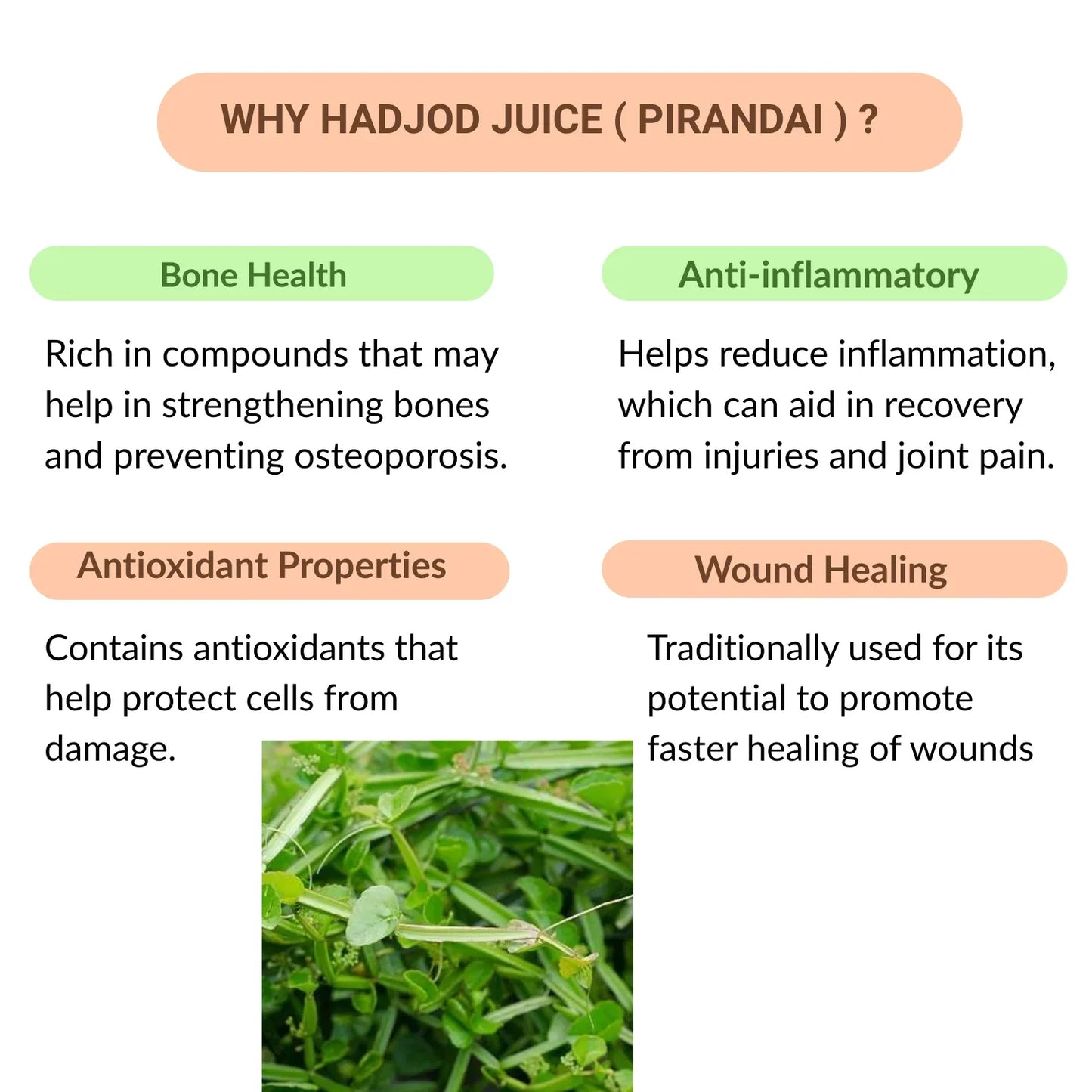 33 Herbals Hadjod Juice ( Pirandai ) - 500 ml - Orgoshops