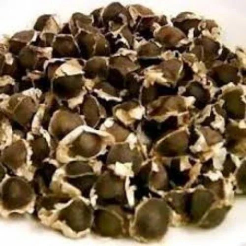 Moringa PKM 1 Hybrid seeds - 100nos - Orgoshops