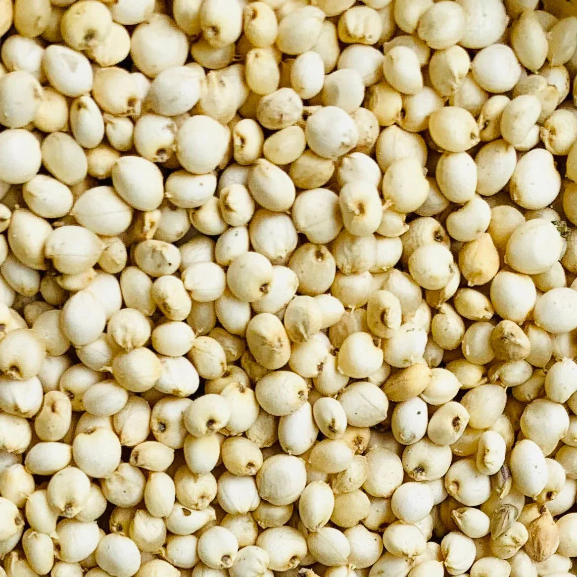 Organic White Sorghum (Vellai Solam) | Buy Online in India - Orgoshops