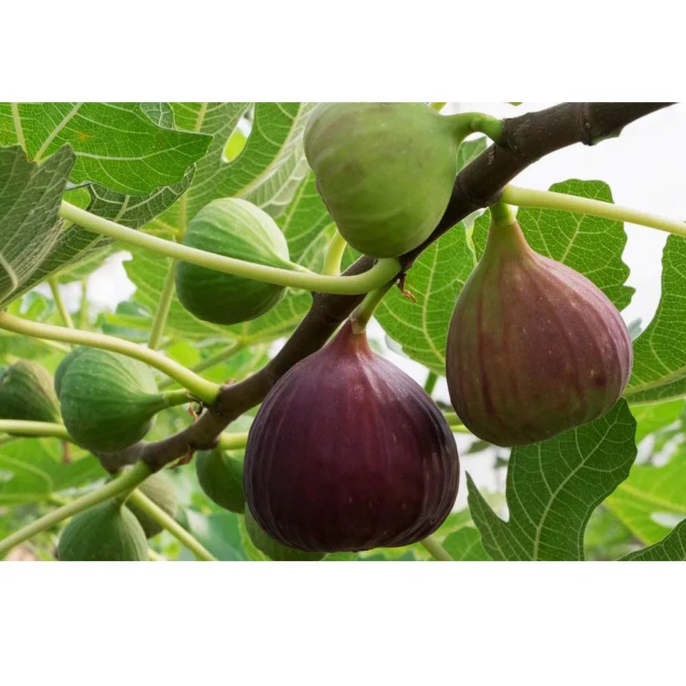 Thaiman Organic Fresh- Athipalam / Fig - 1 kg - Orgoshops