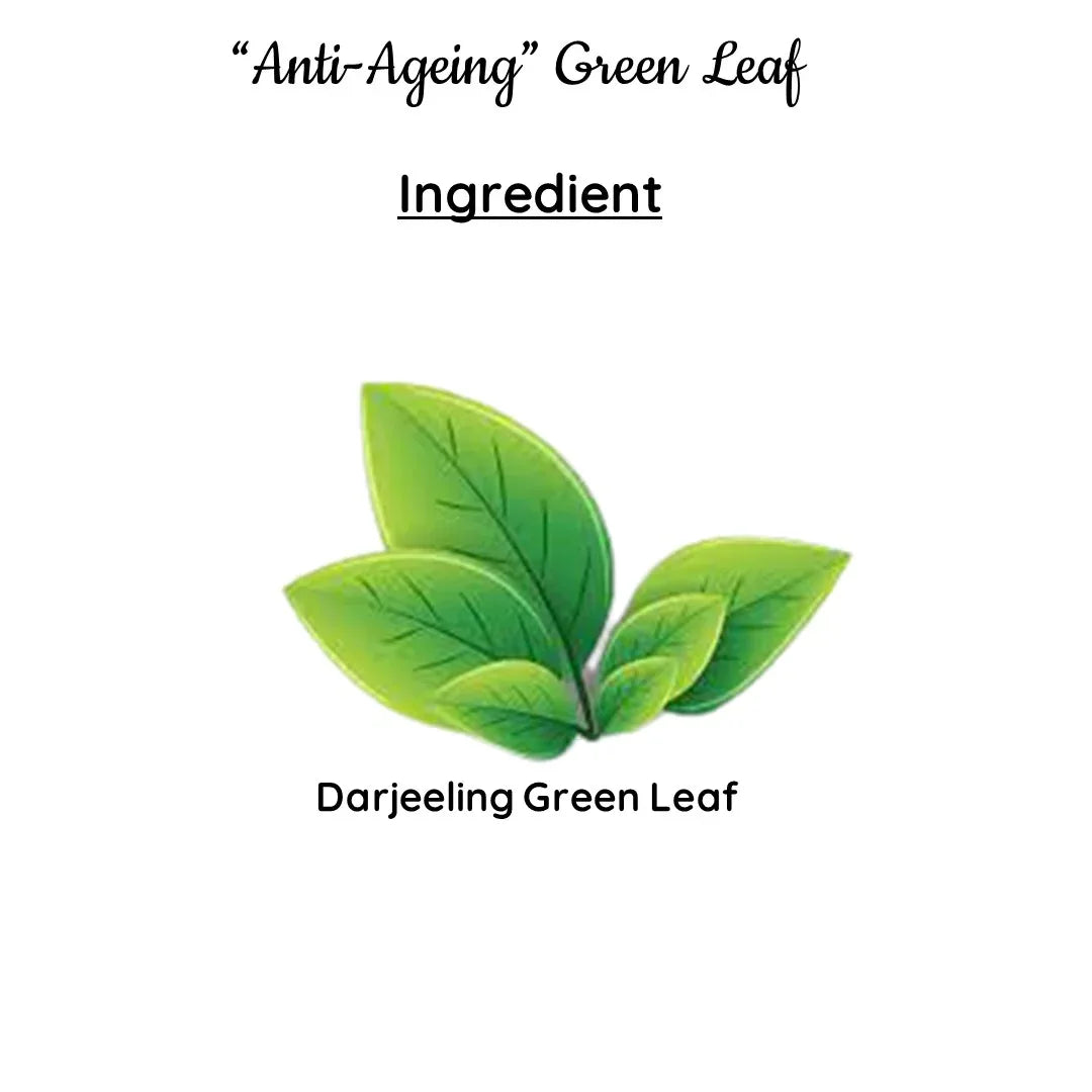 Anti-Ageing Green Leaf | Cold & Hot Brew | (50 gm) Makes 25 Cups - Orgoshops