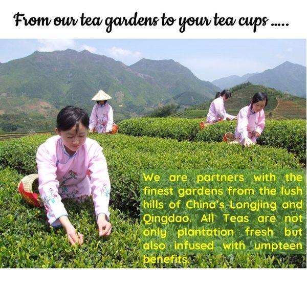 Anti-Ageing China Jasmine Pearl Green Leaf | Cold& Hot Brew | Makes 25 Cups - Orgoshops