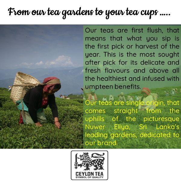 Rejuvenating Lanka Kiwi Tea | Natural Teas | Cold & Hot Brew | Makes 25 Cups - Orgoshops