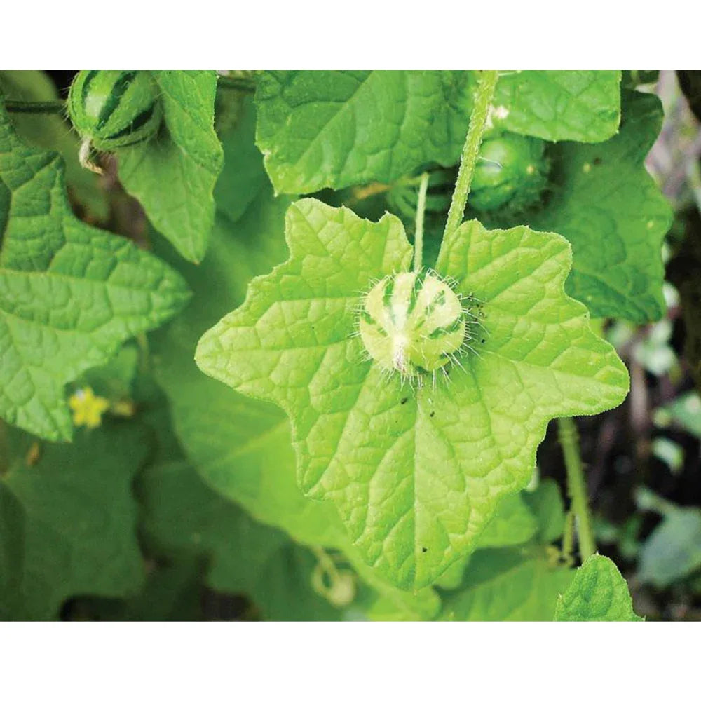 Musumusukkai Dry Leaves online in india