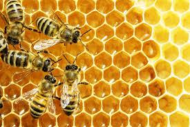 Thaiman Organic Farm Honey ( Panmalartheinu ) - 1 kg - Orgoshops