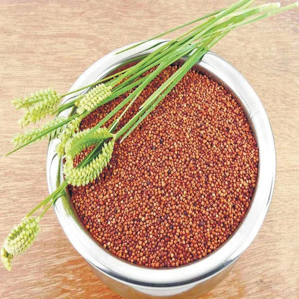 Thaiman Organic Ragi / Keluvarugu / Millet / Finger Millet - 2 kg - Orgoshops