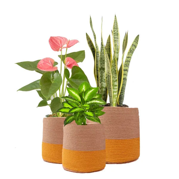 Onearth Dual Tone Jute Baskets ( Yellow) Set of 3 - Orgoshops