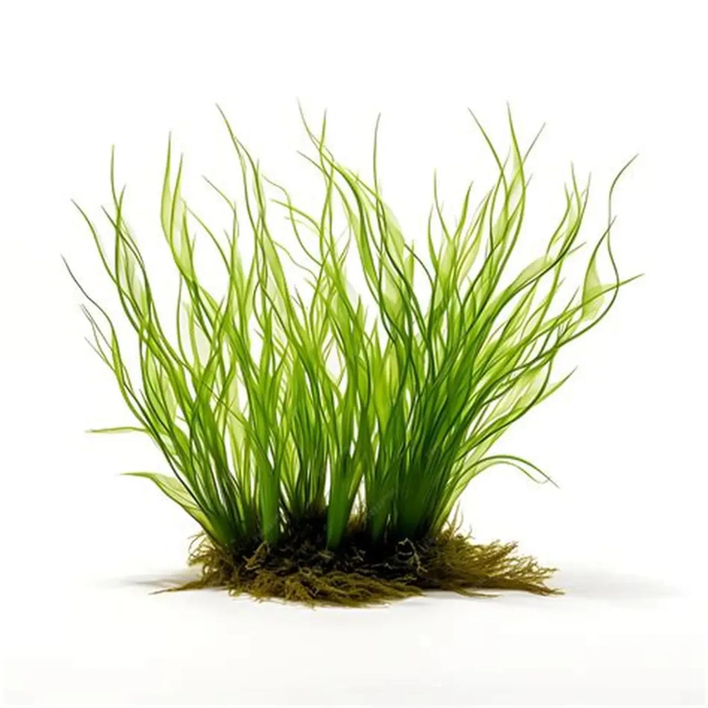 Veena Spirulina Face Cream - 50g - Orgoshops