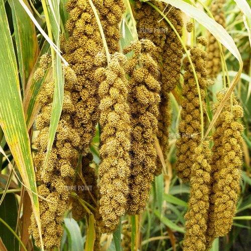 Thaiman Organic Thinai / Foxtail Millet / Millet - 1 kg - Orgoshops