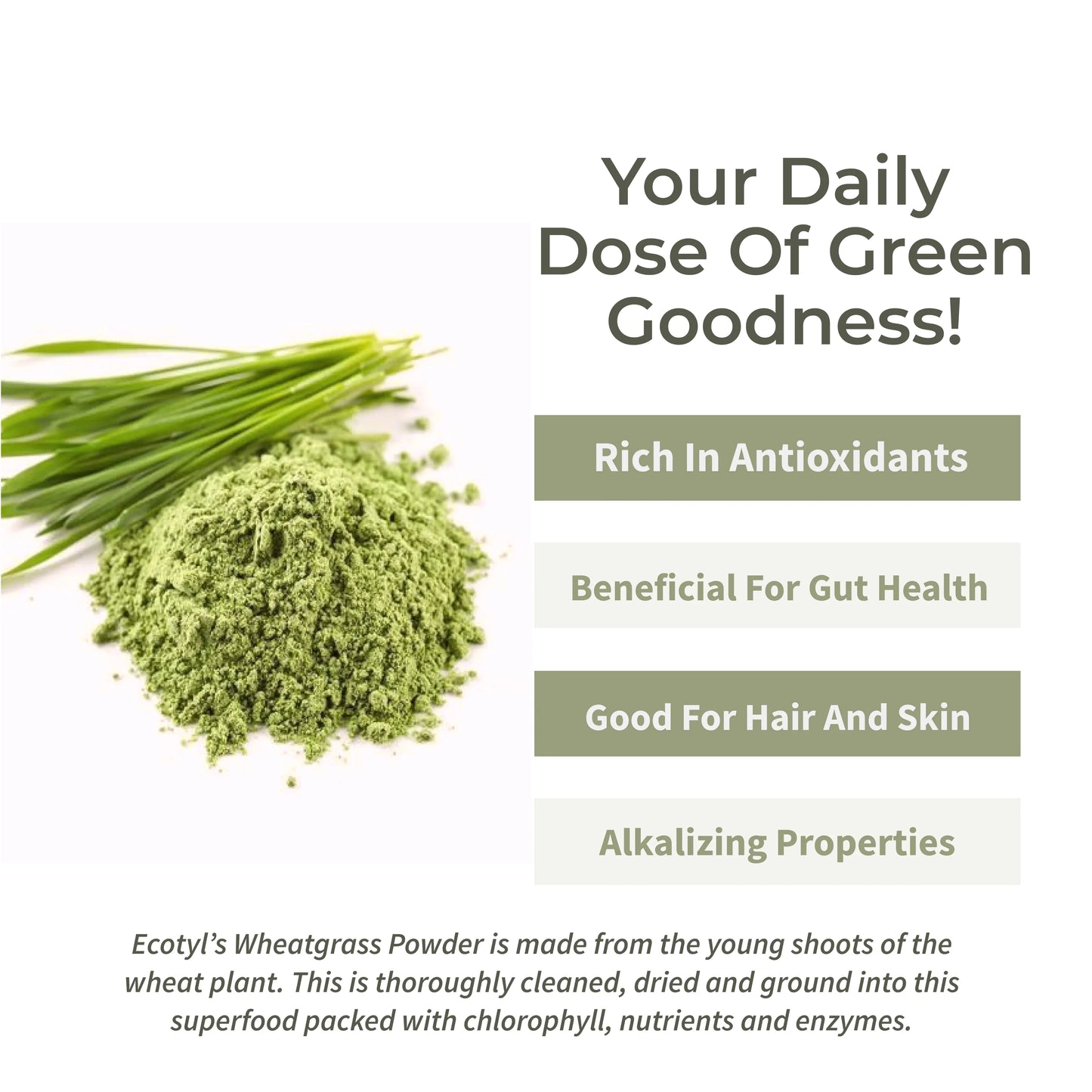 Ecotyl Wheatgrass Powder | Superfood for Immunity & Detox - 100g - Orgoshops