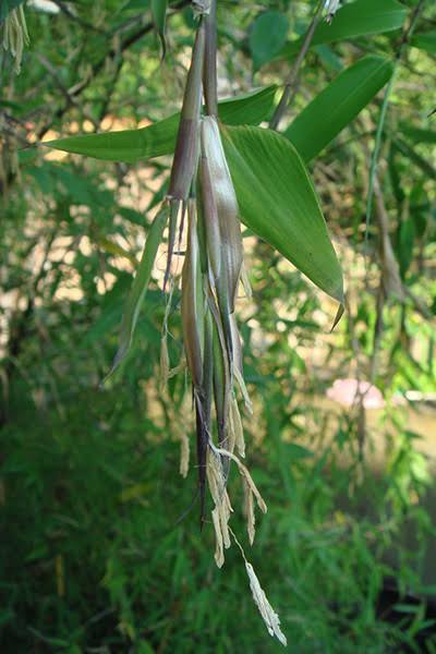 Bamboo Rice | Traditional Natural Rice | Nutritious Rice Grain | Suitable for Everyday Cooking