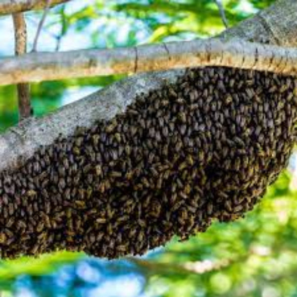 Thaiman Pure Organic Kollihills Wild Forest Honey / Hill Honey - 1 kg