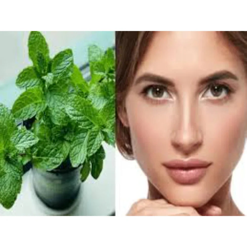 Dhaanyas Mint Face Pack | தான்யாஸ் புதினா பேஸ் பேக் - 100 Gms - (Pack of 2) - Orgoshops