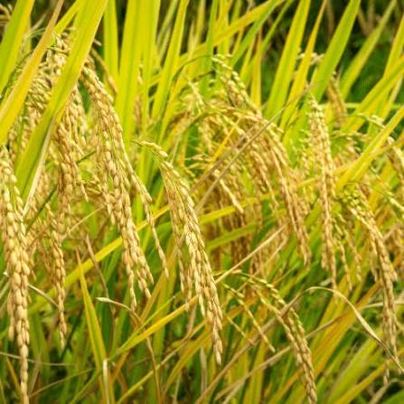 Soona Musiri – Traditional Rice Variety | Naturally Grown Grains
