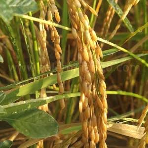 Thuyamalli Rice – Traditional Rice Variety | Naturally Sourced