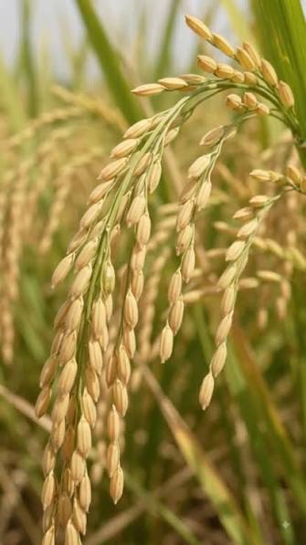 Karudan Samba Rice | Traditional Rice Variety