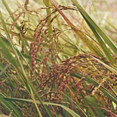 Pongaar Rice | Traditional Rice Variety | Naturally Flavored Rice for Everyday Meals