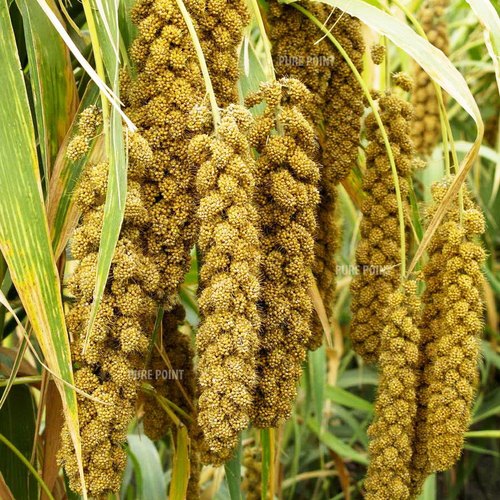 Thaiman Organic Thinai / Foxtail Millet / Millet - 1 kg