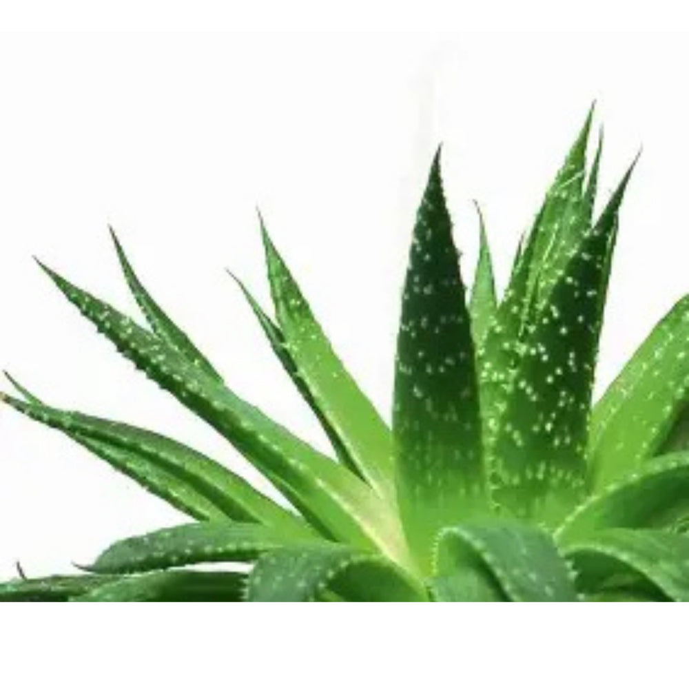 GJ Global Herbs Aloe Vera Juice - 500 ml