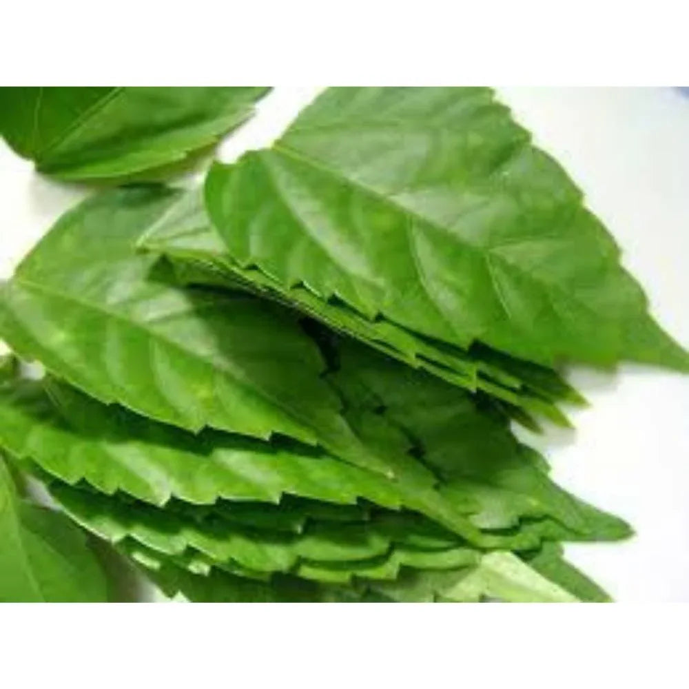 Oxygen Herbals Pure Hibiscus Dry Leaves - 130 g - Orgoshops