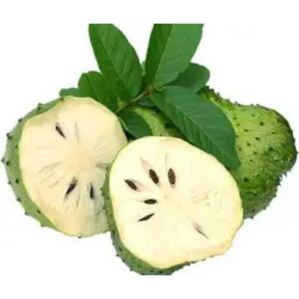 Oxygen Herbals Annona muricate /  Soursop Dried Leaves - 330 Leaf