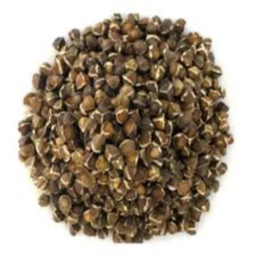 Genius Herbs Moringa hybrid Seeds - 100gm - Orgoshops