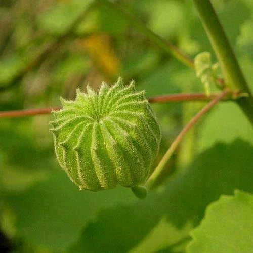 Way 4 Organic Pure Abutilon Indicum Leaf Powder - 100gm - Orgoshops