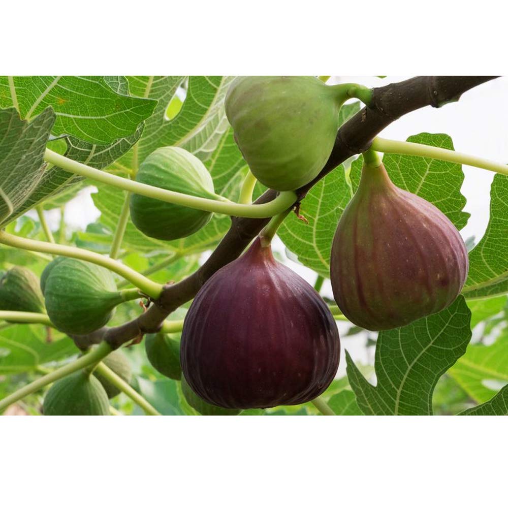 Thaiman Organic Fresh- Athipalam / Fig - 1kg