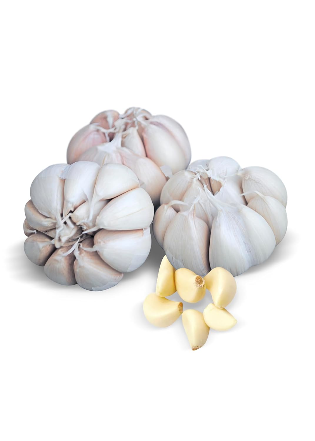 ABINISHA : Garlic | Fresh Garlic | Organic Garilc | Poondu