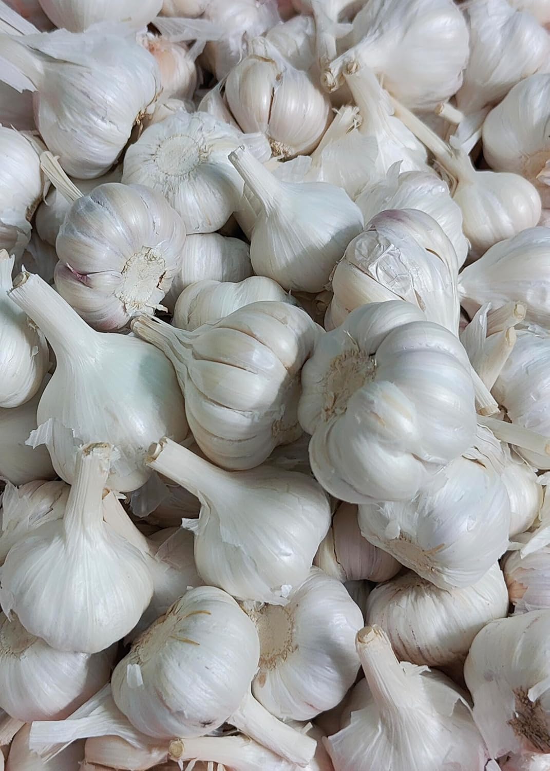 ABINISHA : Garlic | Fresh Garlic | Organic Garilc | Poondu