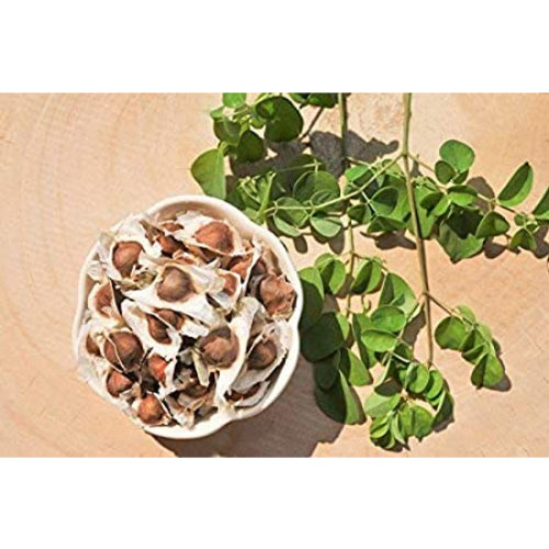 Moringa PKM 1 Hybrid seeds - 100nos