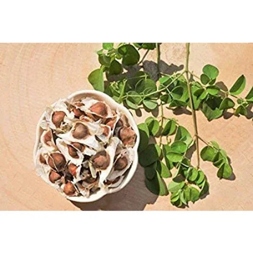 Moringa PKM 1 Hybrid seeds - 100nos - Orgoshops