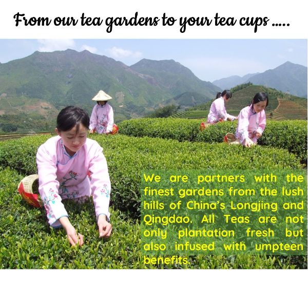 Radiance China Blooming Big Bud Tisane | Cold & Hot Brew | Makes 25 Cups