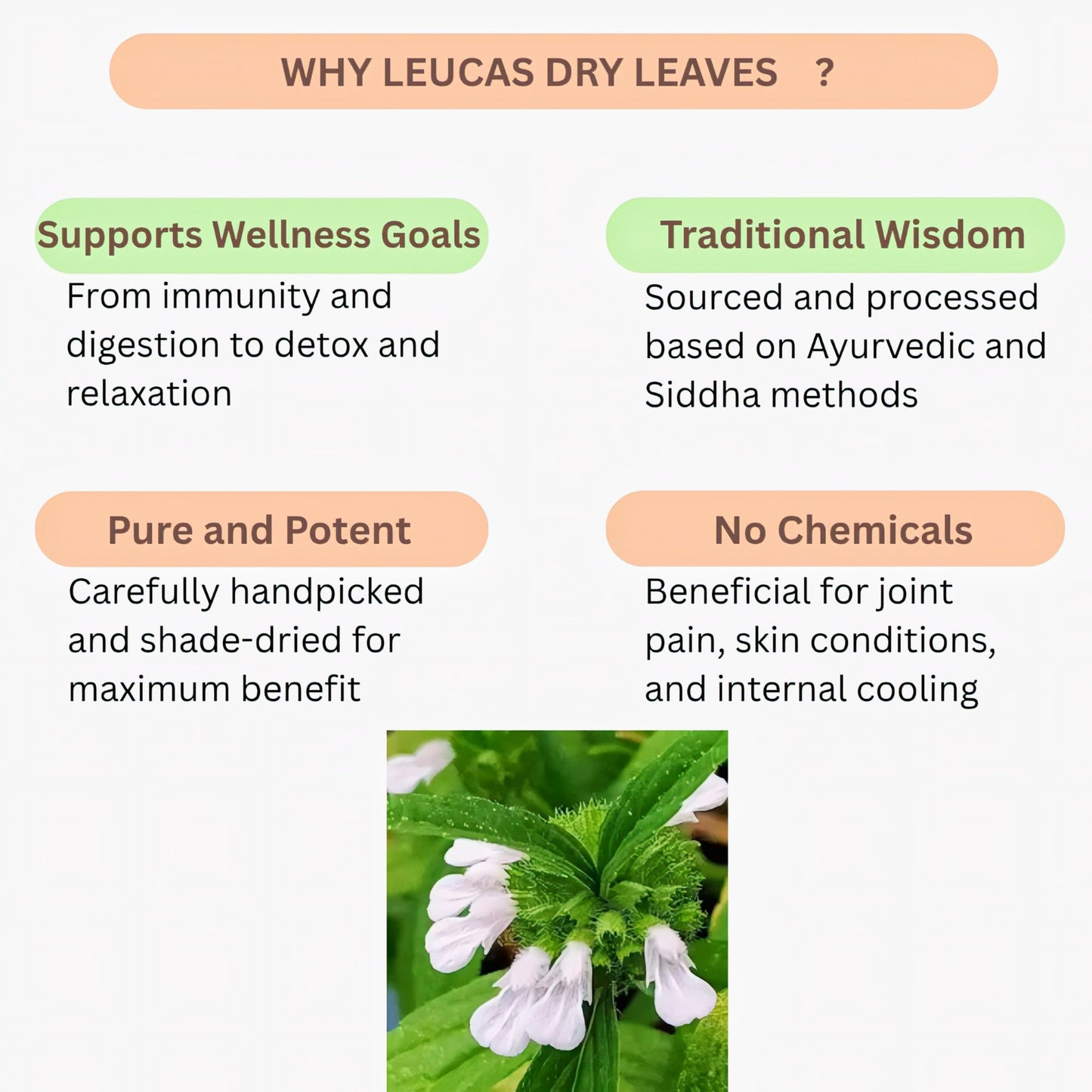 Oxygen Herbals Pure Leucas Dry Leaves - 150 g