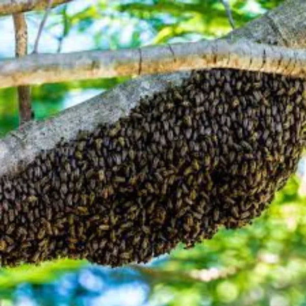 Thaiman Pure Organic Kollihills Wild Forest Honey / Hill Honey - 1 kg - Orgoshops