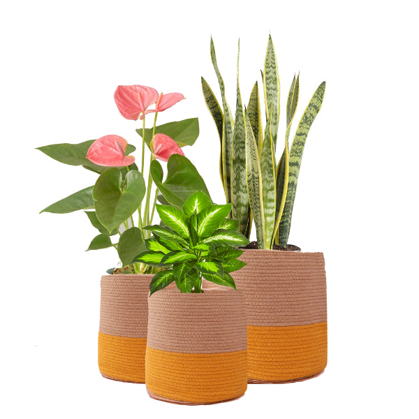 Onearth Dual Tone Jute Baskets ( Yellow) Set of 3