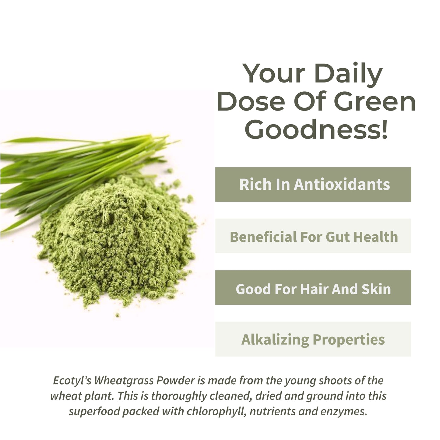 Ecotyl Wheatgrass Powder | Superfood for Immunity & Detox  - 100g