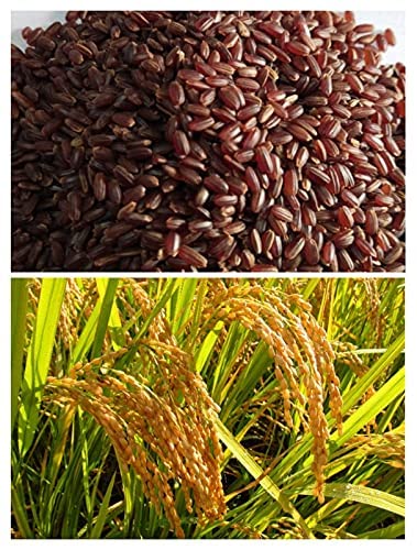 Arubatham Kuruvai Rice – Traditional Rice Variety | Naturally Nutritious & Wholesome