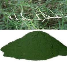 Oxygen Herbals Arugampul Bermuda Grass Powder (Cynodon Dactylon) -  250g