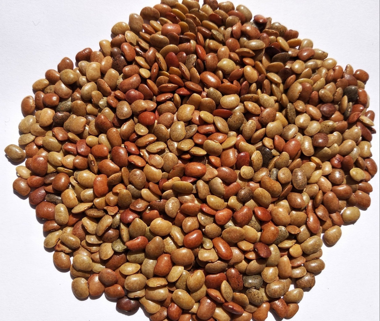 SANGAT : Horse Gram With Peanuts Each - 1 kg (Pack)