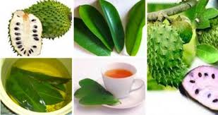 Oxygen Herbals Annona muricate, முள் சீத்தா, Soursop Dried Leaves 330 Leaf