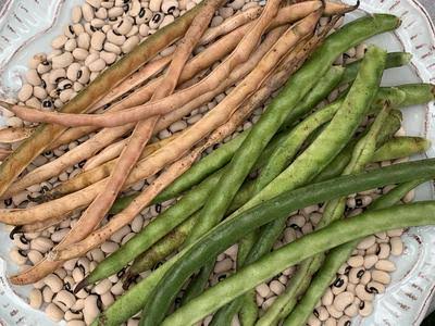 SANGAT : Cow Peas Brown - 1 kg